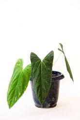 Anthurium papilillaminum 'Fort Sherman'